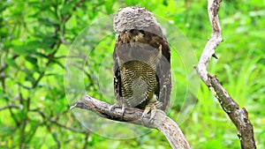 Asian Brown Wood Owl