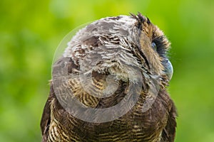 Asian Brown Wood Owl