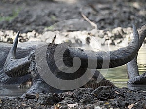 Wild water buffalo photo