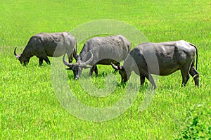 Asian buffalos Bubalus bubalis.