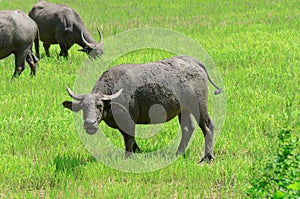 Asian buffalos Bubalus bubalis.