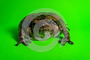 Asian Bullfrog Chubby Frog photo