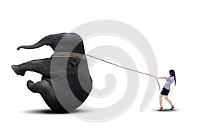 Asian business leader pulling elephant - isolated