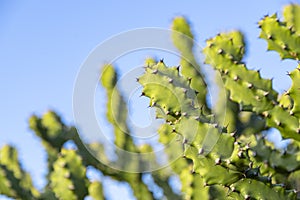 Asian Cactus Plant .Cactus at rocks at blue sky in tungareshwar mountain Maharashtra india.