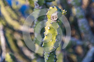 Asian Cactus Plant .Cactus at rocks at blue sky in tungareshwar mountain Maharashtra india.