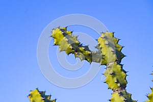 Asian Cactus Plant .Cactus at rocks at blue sky in tungareshwar mountain Maharashtra india.