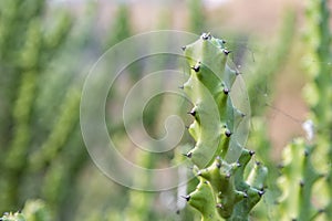 Asian Cactus Plant .Cactus at rocks at blue sky in tungareshwar mountain Maharashtra india.