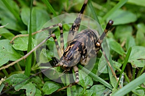 Huge Asian Camel Cricket found in NYS photo