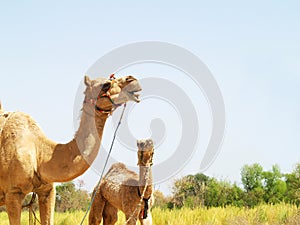 Asian Camels