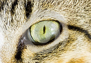 Asian cat eye close up