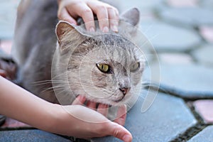 Asian cat with stroking massage under chin and head by child girl hand , pet and owner on floor of home background