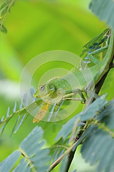 Asian chameleon