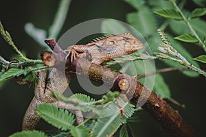 Asian chameleon