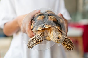 Asian child girl holding and playing with turtle with curious and fun