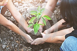 asian children planting small tree with mater on soil. concept g