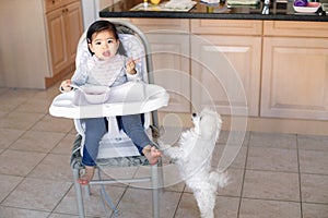 Asian Chinese kid girl sitting in high chair eating soup with spoon. Cute hungry dog pet asking for food treat. Toddler eating