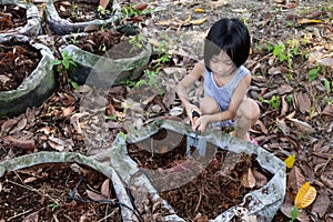 Asian Chinese Little Girl digging purple potato in organic farm