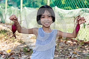 Asian Chinese Little Girl holding purple potato in organic farm