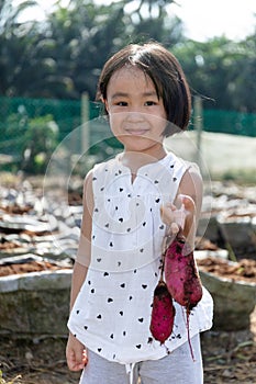 Asian Chinese Little Girl holding purple potato in organic farm