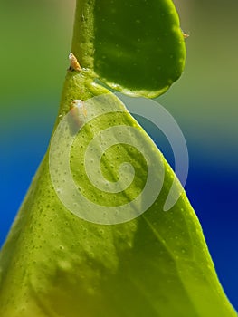 Asian citrus psyllid or diaphorina citri