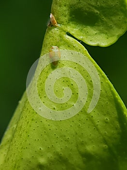 Asian citrus psyllid or diaphorina citri