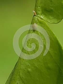 Asian citrus psyllid or diaphorina citri