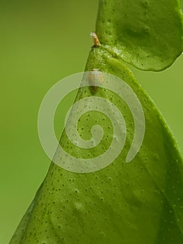 Asian citrus psyllid or diaphorina citri