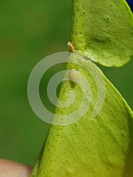 Asian citrus psyllid or diaphorina citri