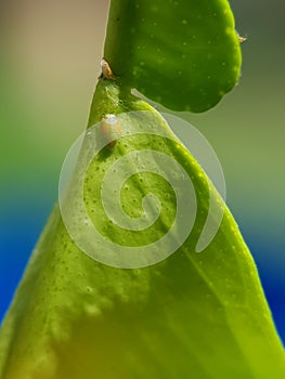 Asian citrus psyllid or diaphorina citri