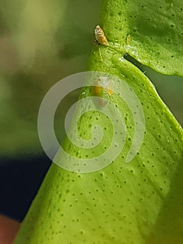 Asian citrus psyllid or diaphorina citri