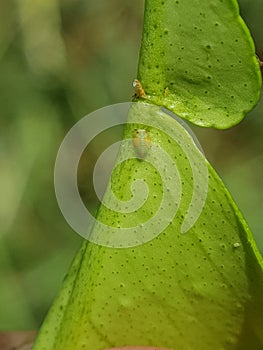 Asian citrus psyllid or diaphorina citri