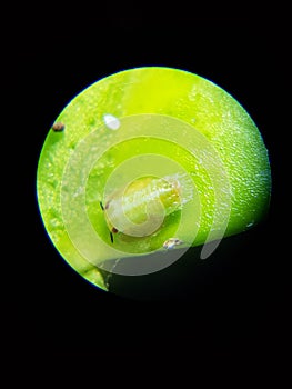 Asian citrus psyllid or diaphorina citri photo