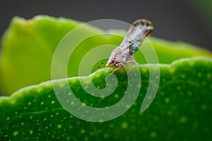 Asian citrus psyllid on the edge of lemon plant leaf. Its scientific name is Diaphorina citri which one of the vectors of citrus
