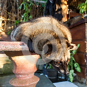 Asian Civet - the producer of famous Luwak coffee.