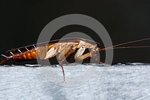 Asian cockroach