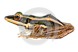 Asian common green frog