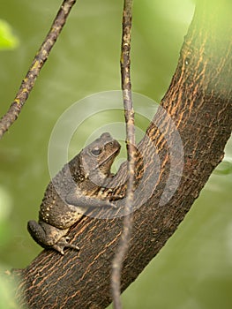 Asian common toad, Black-spined toad, Duttaphrynus melanostictus sitting on tree. Vertical.