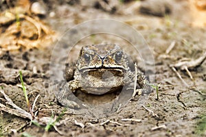 Asian common toad Bufo melanostictus