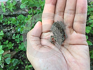 The Asian common toad, Bufo melanostictus