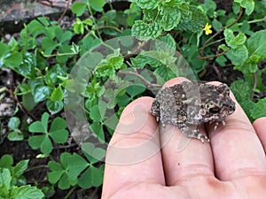 The Asian common toad, Bufo melanostictus