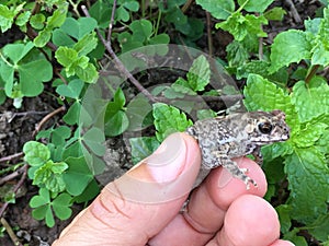 The Asian common toad, Bufo melanostictus