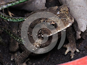 Asian Common Toad In A Flower Pot