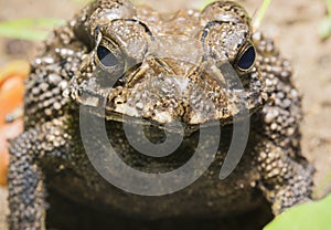 Asian common toad front view close-up macro