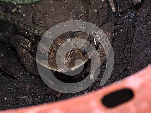 Asian Common Toad Lying Flat In A Pot