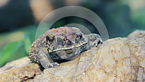 Asian common toad at Sri Lanka