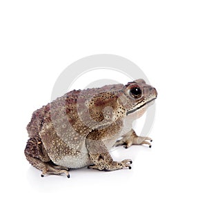 Asian common toad on white background