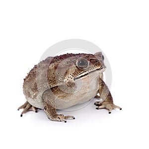 Asian common toad on white background