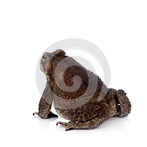 Asian common toad on white background