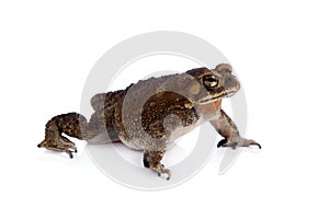 Asian common toad on white background