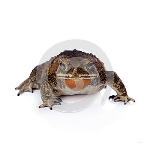 Asian common toad on white background